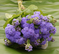 Ageratum