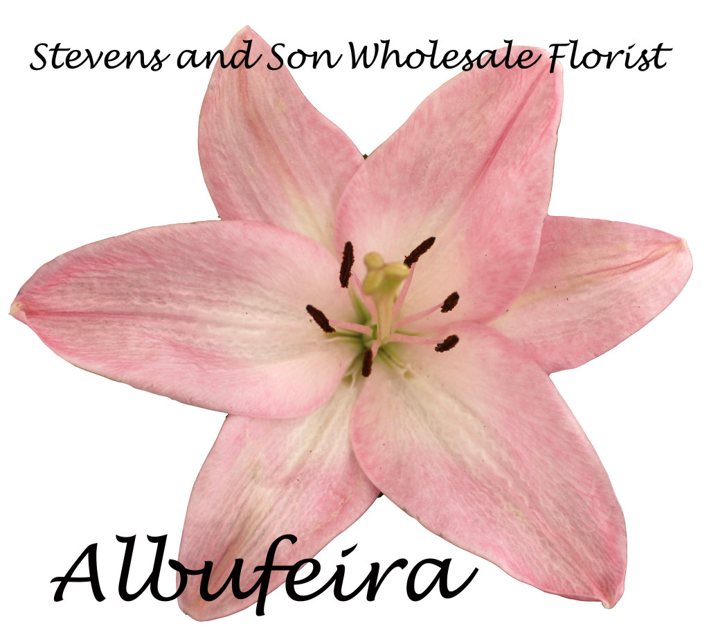 Albufeira - Asiatic Lily - Photo Credit Allison Linder