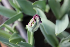 Allison Linder Parrott Tulip 2