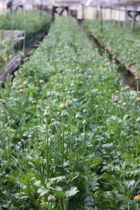 Allison Linder Ranunculus Photo 2