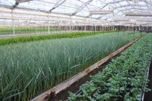 Allison Linder Secondary Greenhouse 6