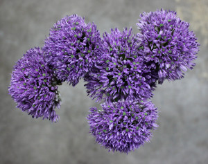 Allium Gladiator - Aerial View - Photo Credit Allison Linder