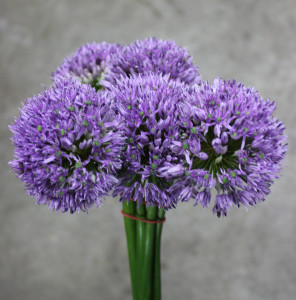 Allium Gladiator - Photo Credit Allison Linder