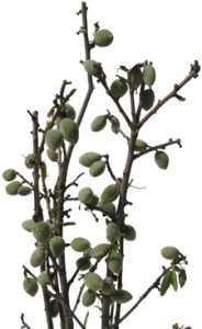 Almond_Branch