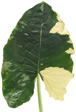 Alocasia_Leaf