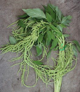 Amaranthus Hanging Green, Photo Credit Allison Linder