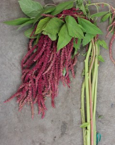Amaranthus Hanging Red, Photo Credit Allison Linder