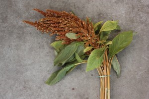 Amaranthus Upright Bronze, Photo Credit Allison Linder