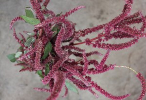 Amaranthus Upright Red 2, Photo Credit Allison Linder