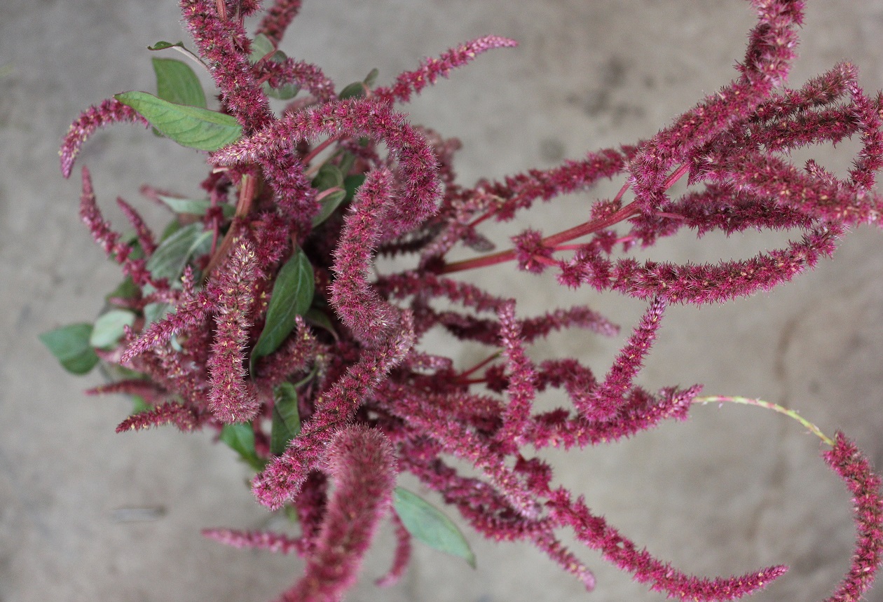 Amaranthus Stevens and Son Wholesale Florist