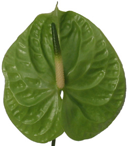 Anthurium_Large_Green