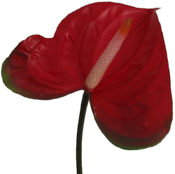 Anthurium_Mickey_Mouse