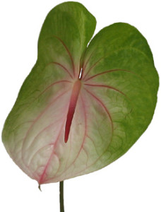 Anthurium_Obake