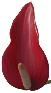 Anthurium_Tulip_Red