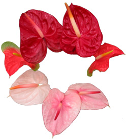 Anthuriums