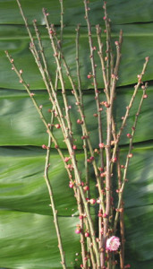 Apricot_Branches