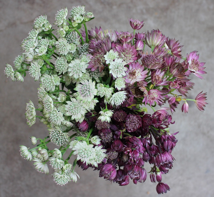 Astrantia, Photo Credit Allison Linder
