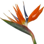 BirdFlower