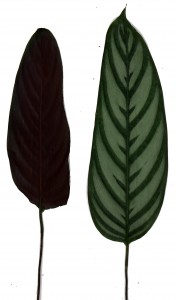 Blue Calathea