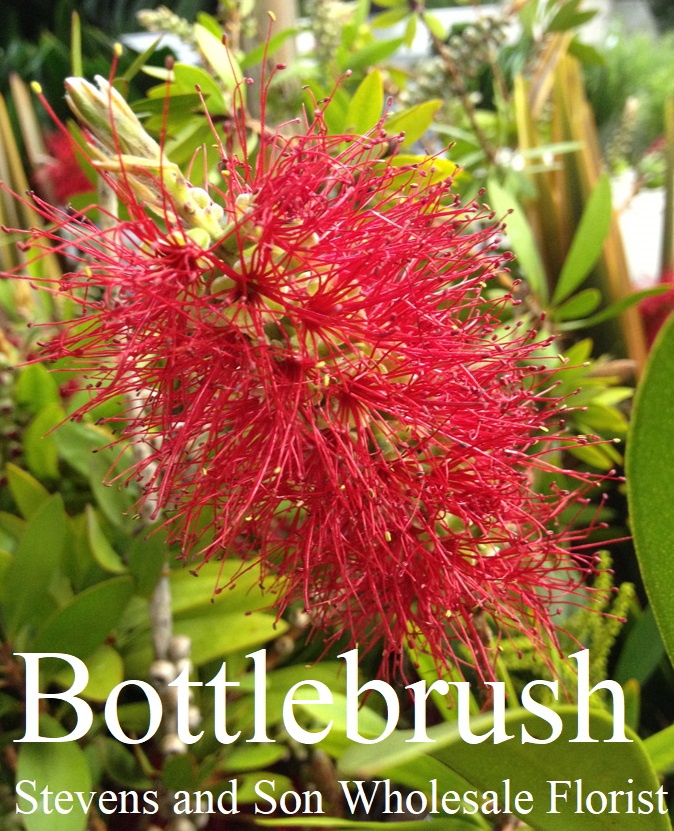Bottlebrush