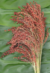 Broomcorn