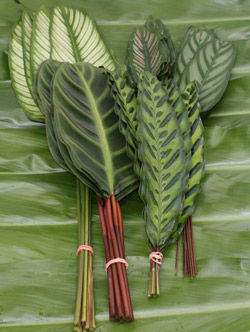 Calathea_Leaves_Asst