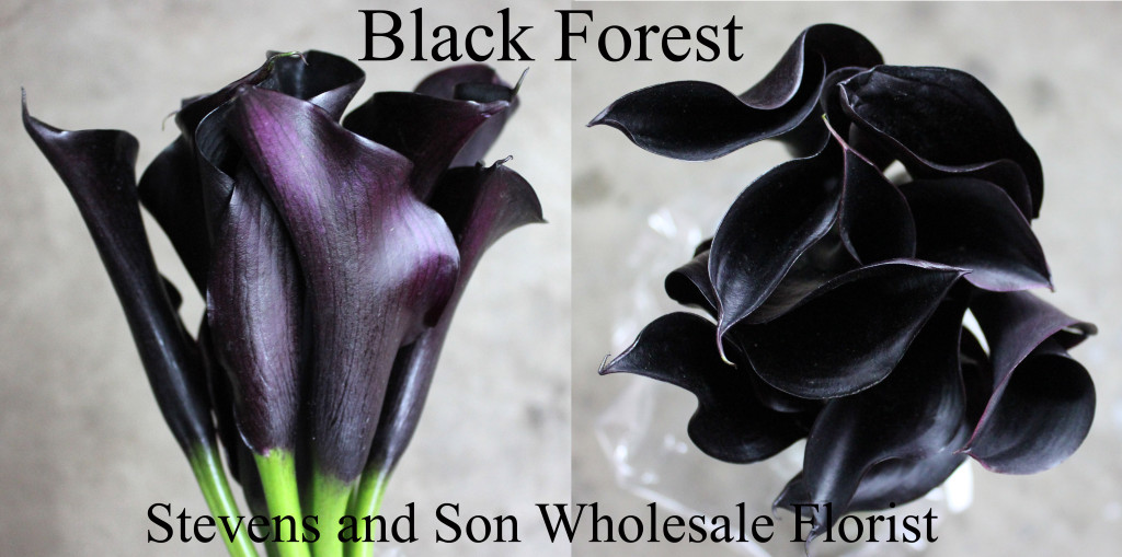 Calla Mini Black Forest - Photo Credit Allison Linder