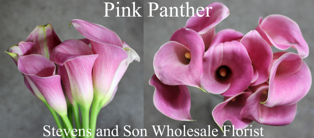 Calla Mini Pink Panther - Photo Credit Allison Linder
