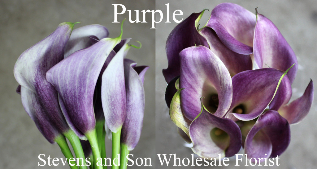 Calla Mini Purple - Photo Credit Allison Linder