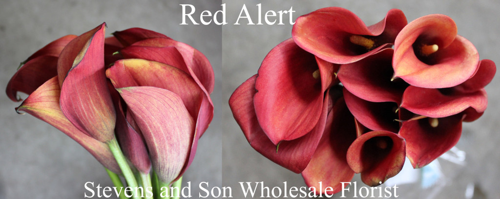 Calla Mini Red Alert - Photo Credit Allison Linder