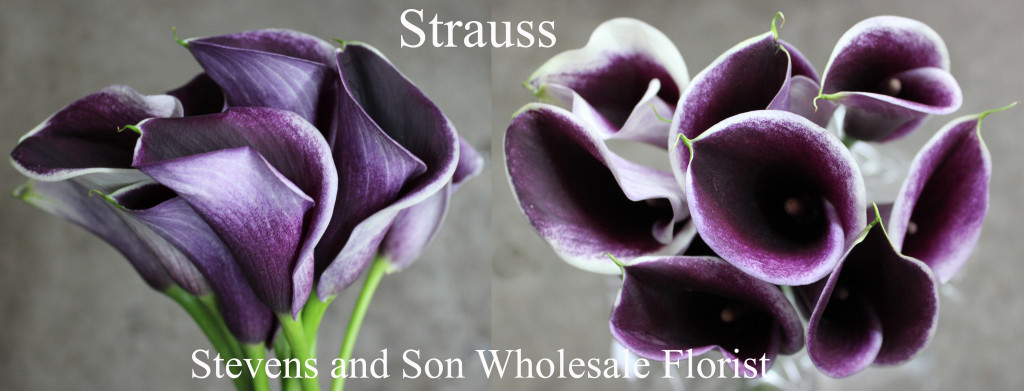Calla Mini Strauss - Photo Credit Allison Linder