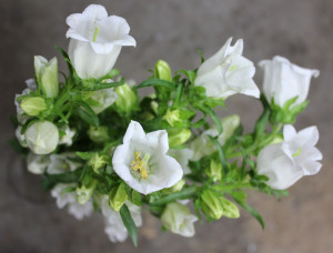 Canterbury Bells 3 - Photo Credit Allison Linder