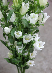 Canterbury Bells - Photo Credit Allison Linder