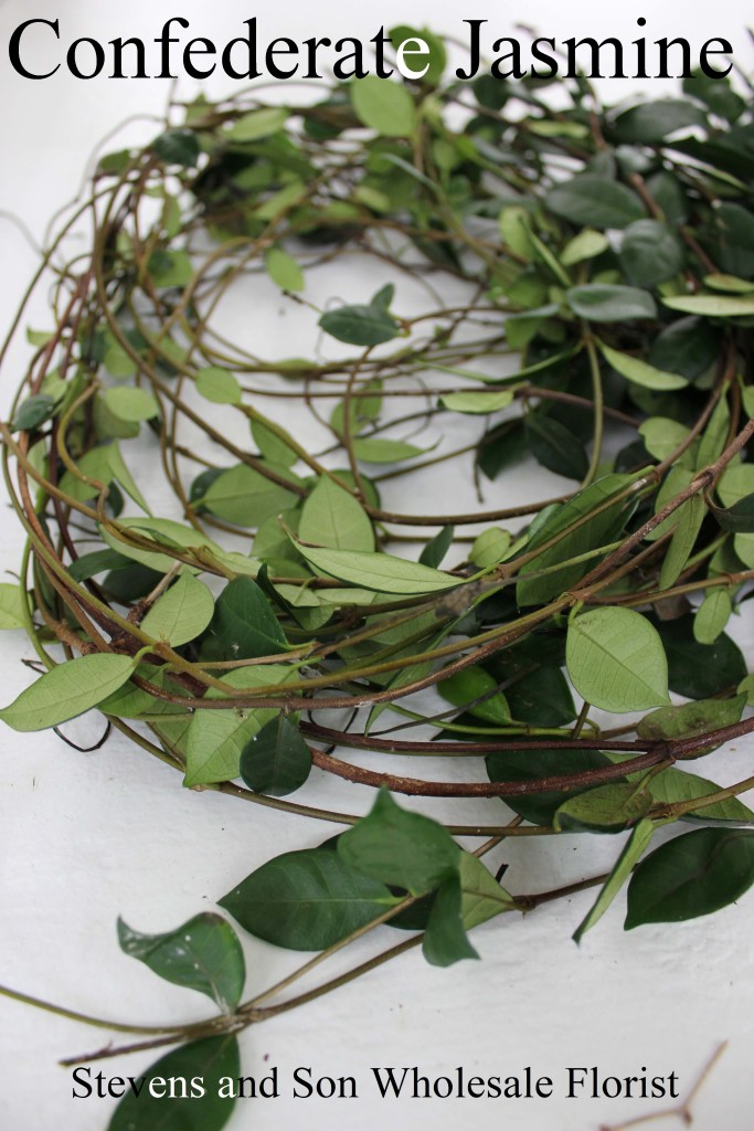 Confederate Jasmine - Photo Credit Allison Linder