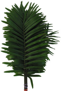 Coontie_Foliage