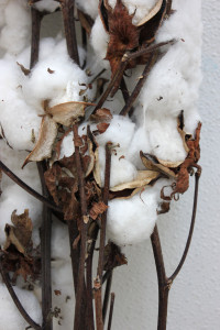 Cotton Bolls Close Up - Photo Credit Allison Linder