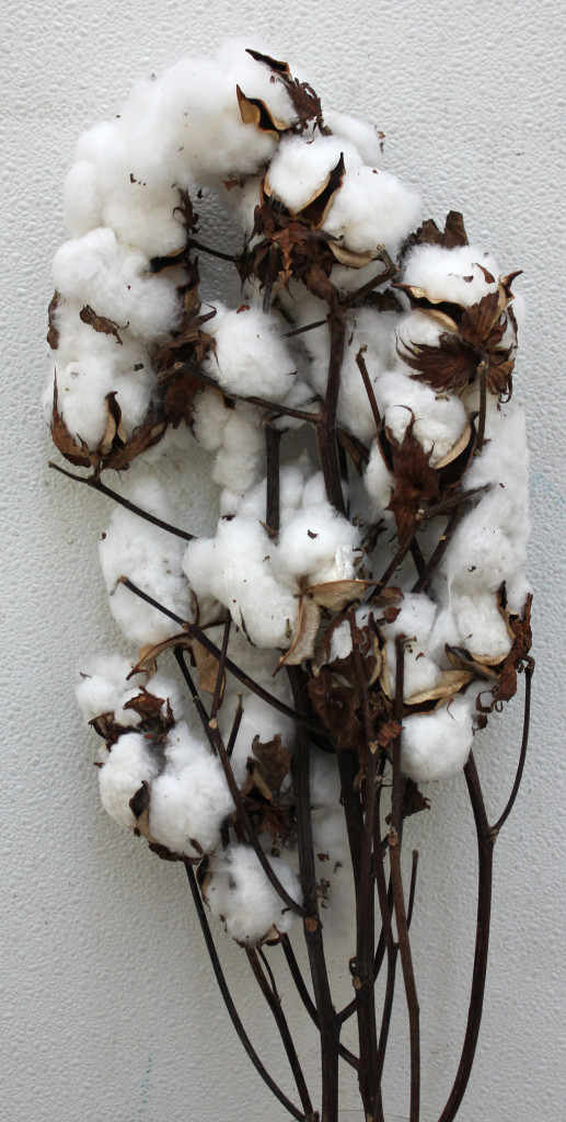 Cotton Bolls - Photo Credit Allison Linder