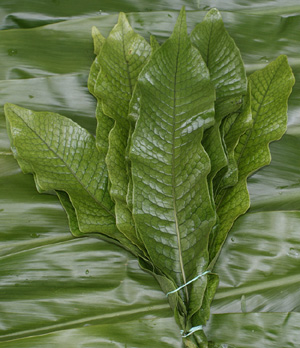 Crocodile Foliage | Stevens and Son Wholesale Florist