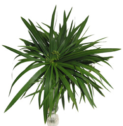 Cyperus