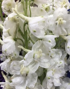 Delphinium - White - Photo Credit Allison Linder