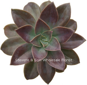 Echeveria_Gibbiflora_Hybrid.jpg