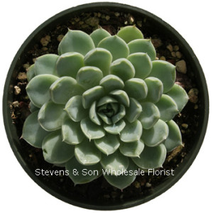Echeveria_Illia.jpg