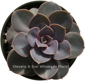 Echeveria_Pearl_Von_Nurnberg.jpg