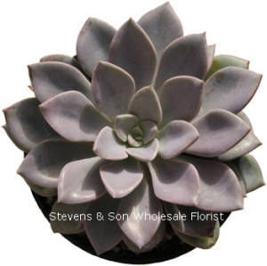 Echeveria_Pink_Frost.jpg