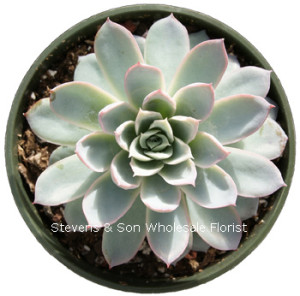 Echeveria_Violet_Queen.jpg