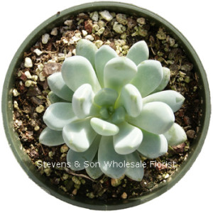 Echeveria_elegans_blue.jpg