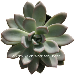 Echeveria_opalina.jpg