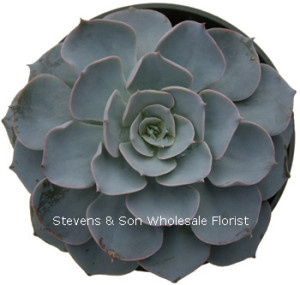Echeveria_peacockii.jpg