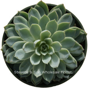 Echeveria_pumila_glauca.jpg