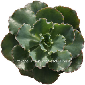 Echiveria_Ruffles.jpg